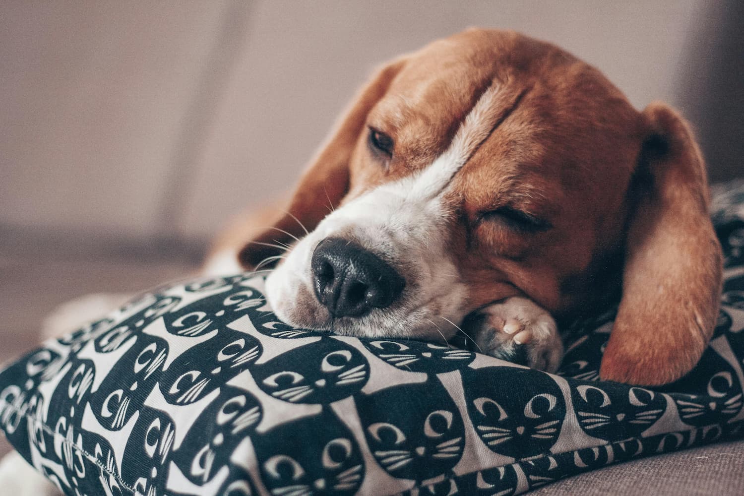 Beagle sleeping on a pillow with a cat faces pattern.